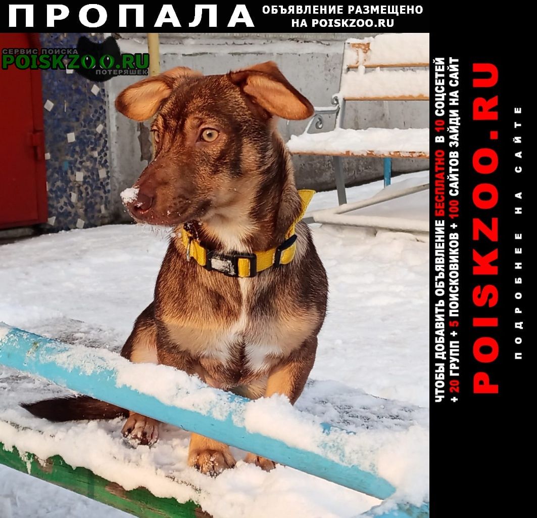 Пропала собака кобель в чкаловском поселке, Омск