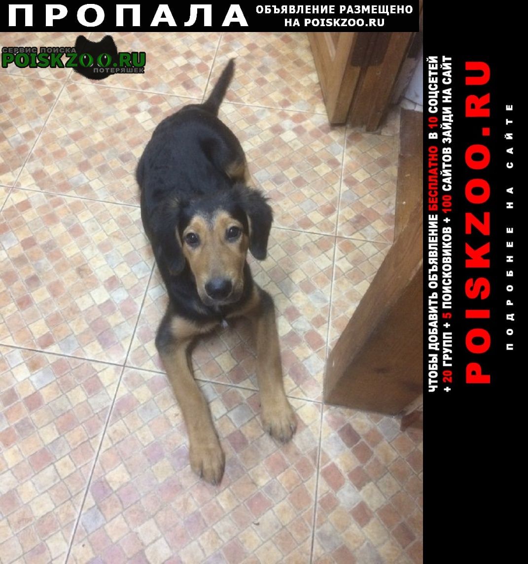 Пропала собака кобель молодой крупный пёс 8 месяцев Ростов-на-Дону