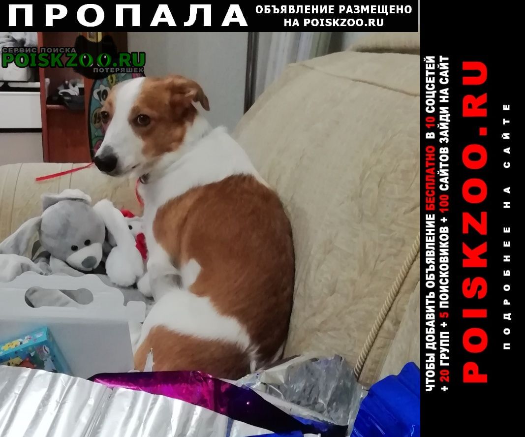 Пропала собака кобель Омск