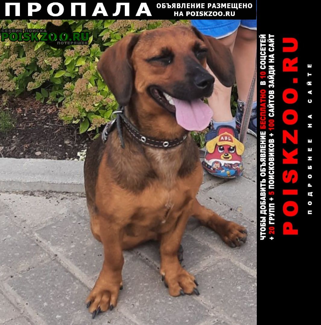 Пропала собака Красногорск