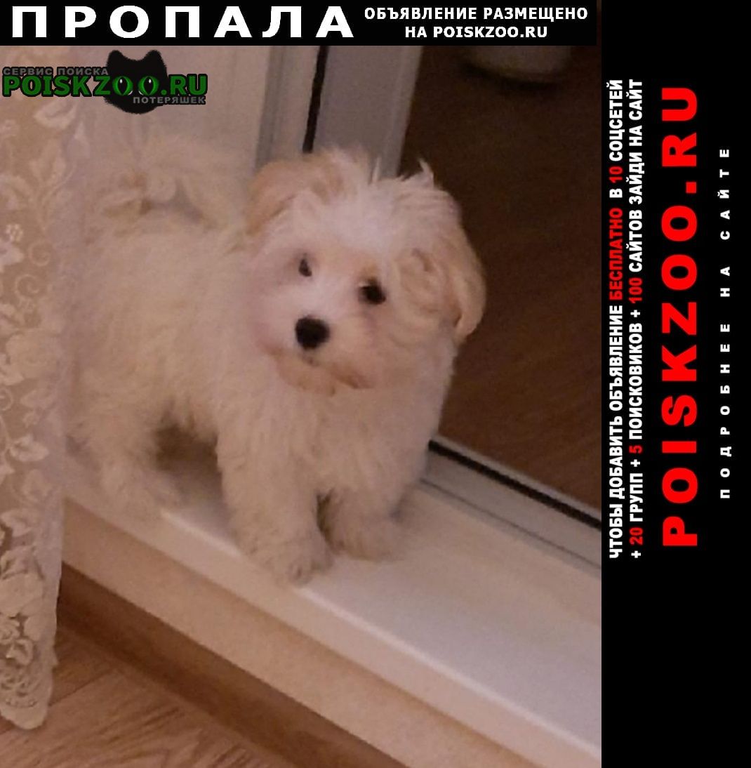 Пропала собака кобель зовут дени. кабель Москва
