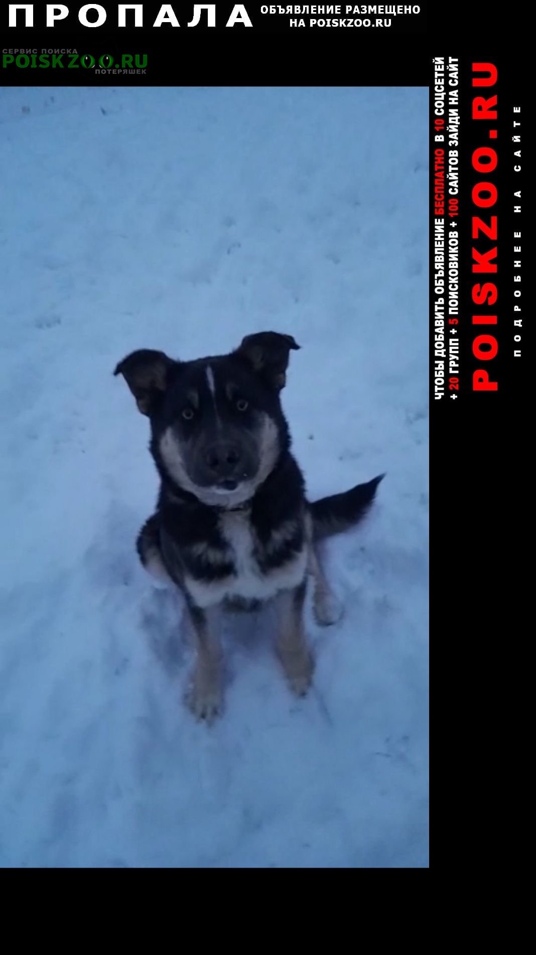 Пропала собака помогите найти Переславль-Залесский