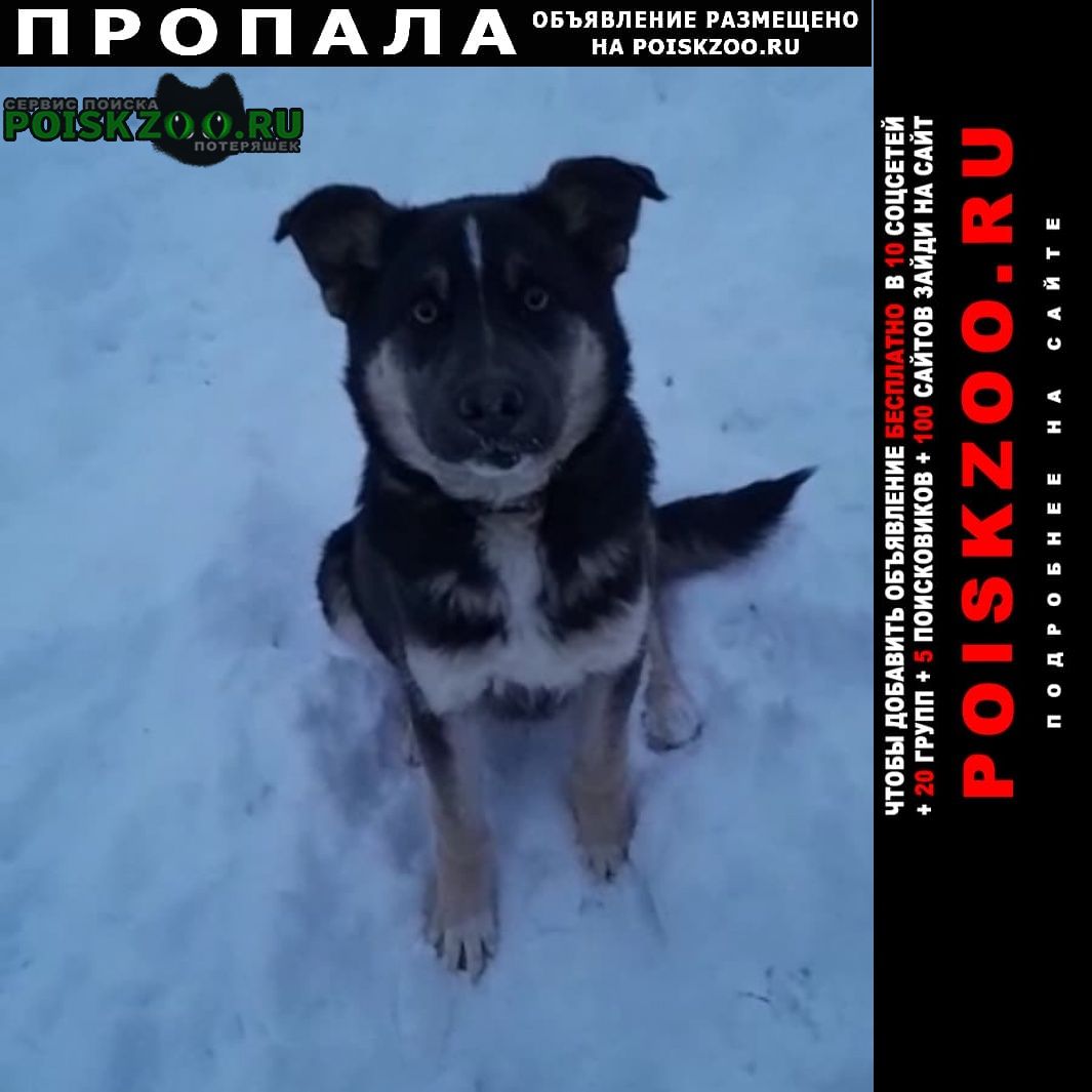 Пропала собака помогите найти Переславль-Залесский