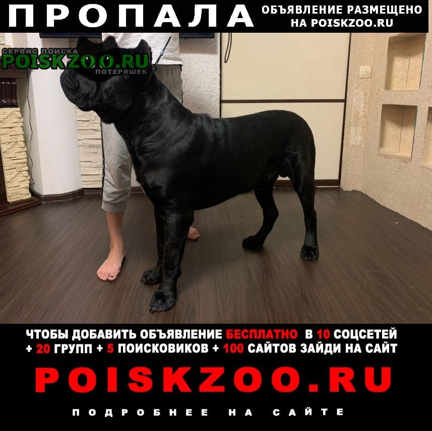 Пропала собака, пионерский район Екатеринбург