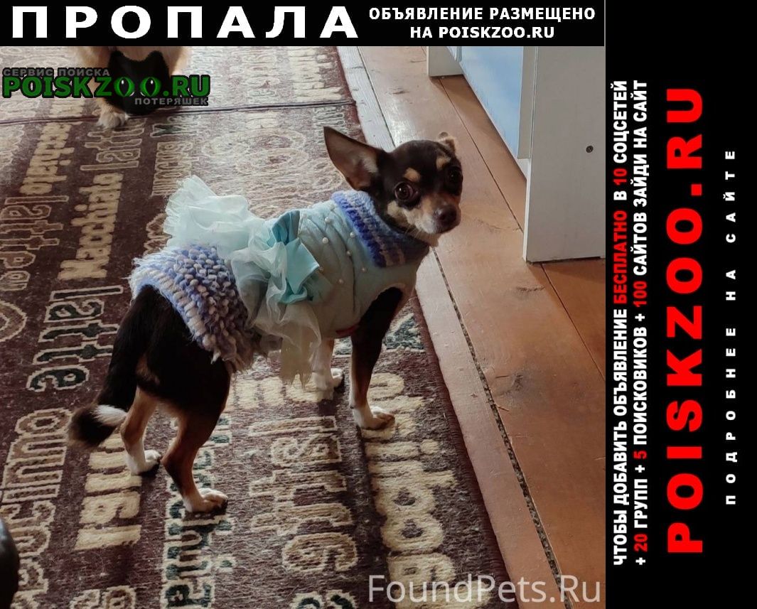 Пропала собака нашедшего просьба вернуть Москва