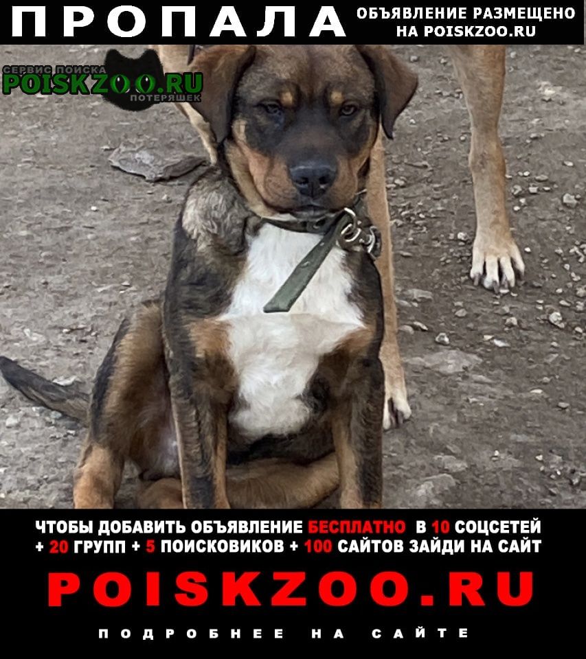 Пропала собака кобель щенок (4 месяца) в селе кринички Феодосия