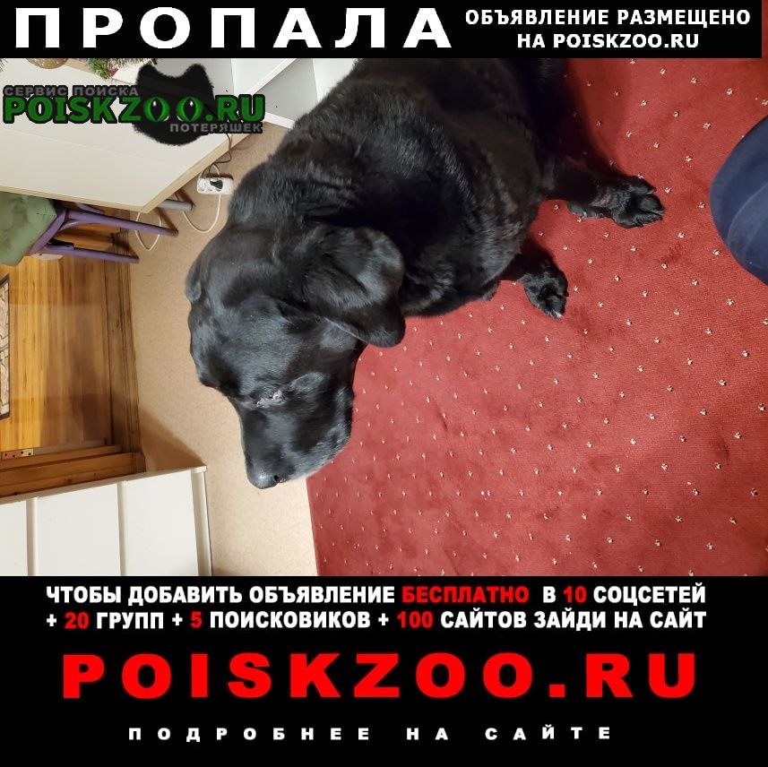 Казань Пропала собака кобель черный лабрадор чэн