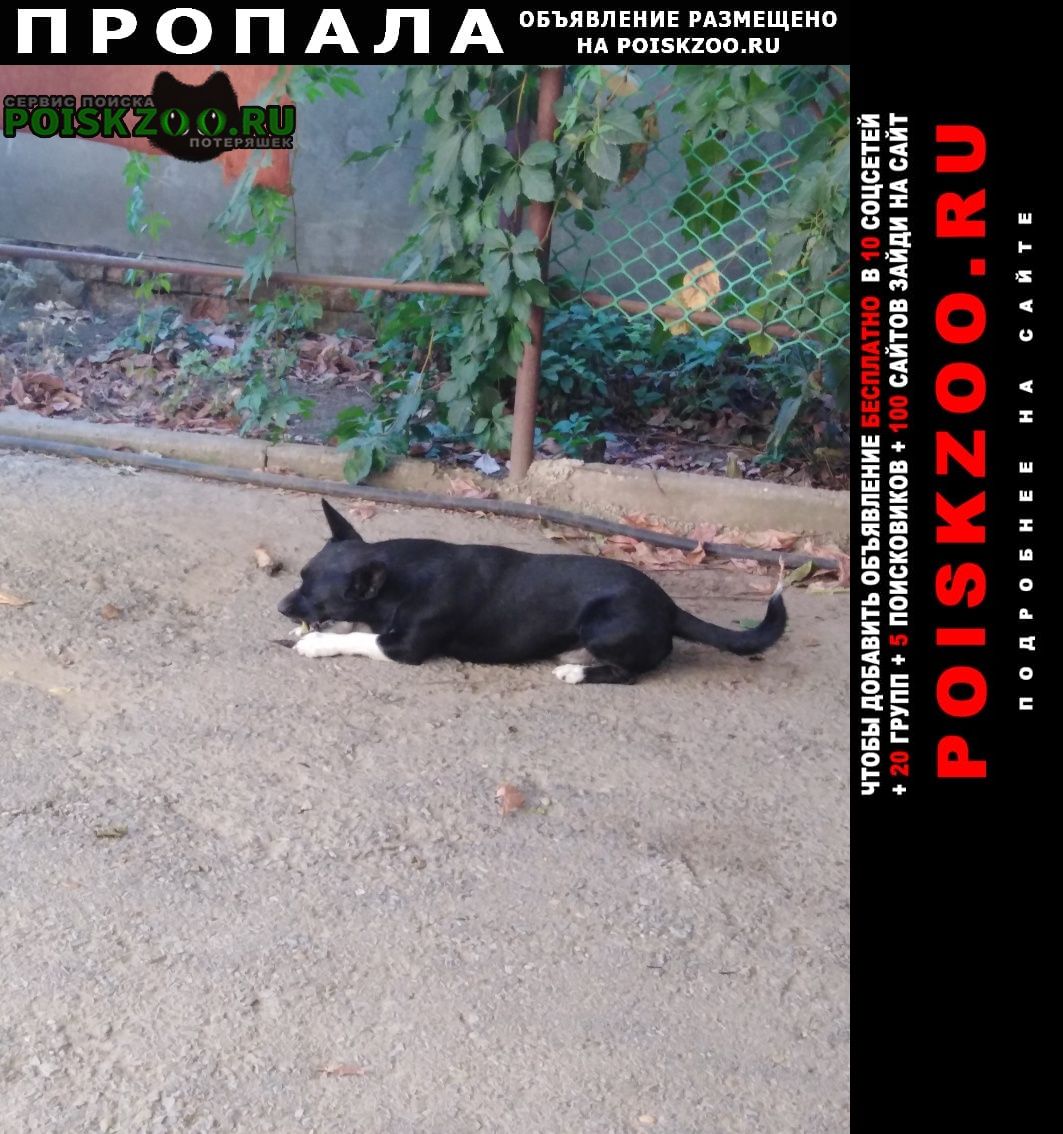 Пропала собака кобель Павловская
