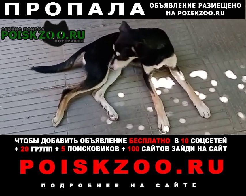 Пропала собака район ул. чернышевского Краснодар