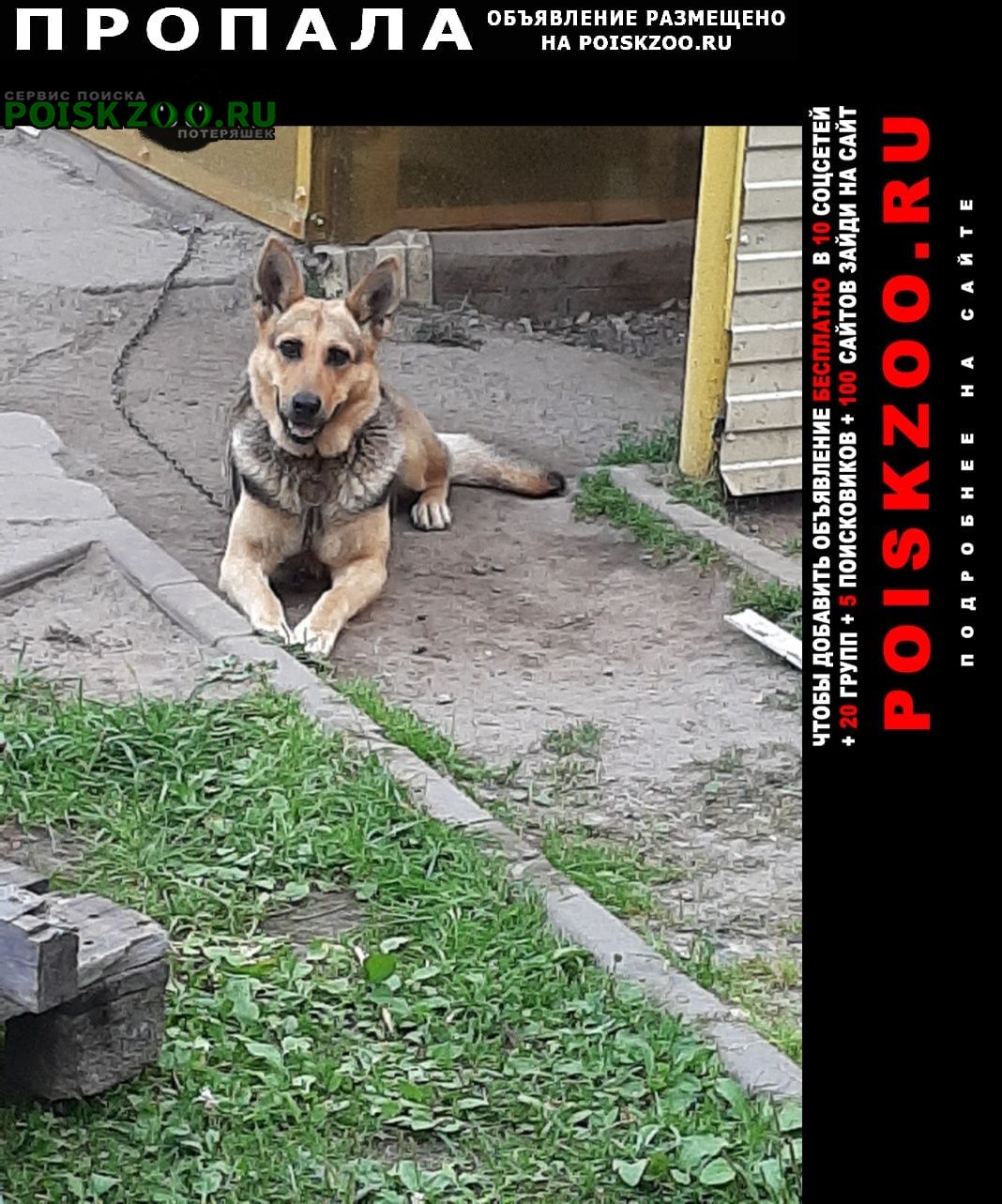Сургут Пропала собака зовут дина.