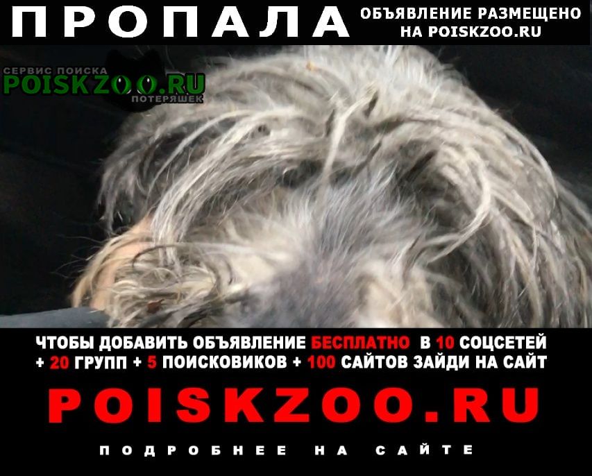 Пропала собака станица шапсугская Абинск