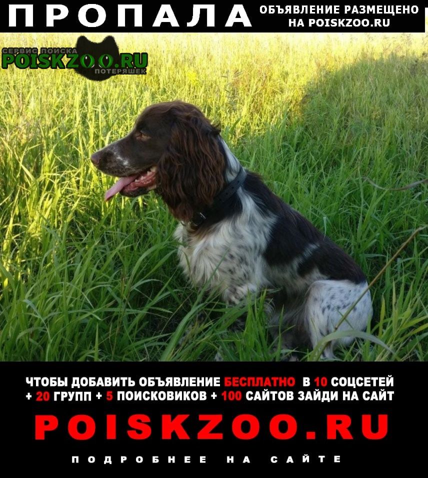 Пропала собака кобель русский охотничий спаниель Новоалтайск