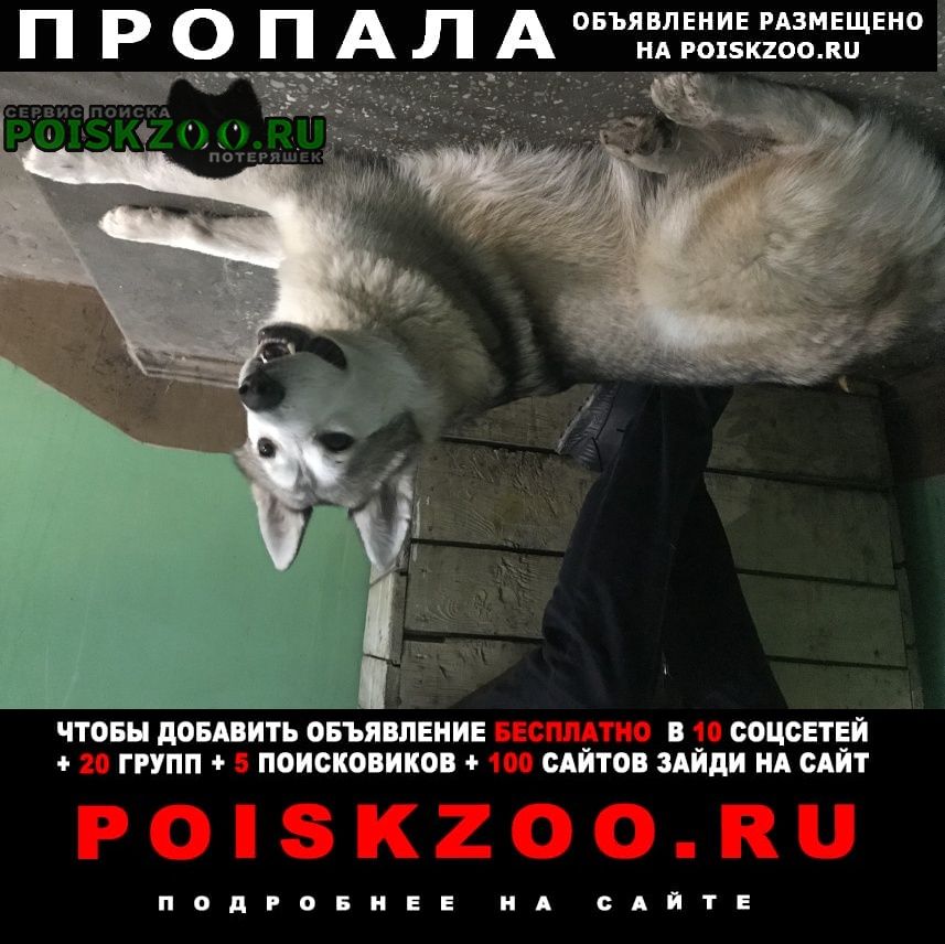Пропала собака кобель породы хаски Казань