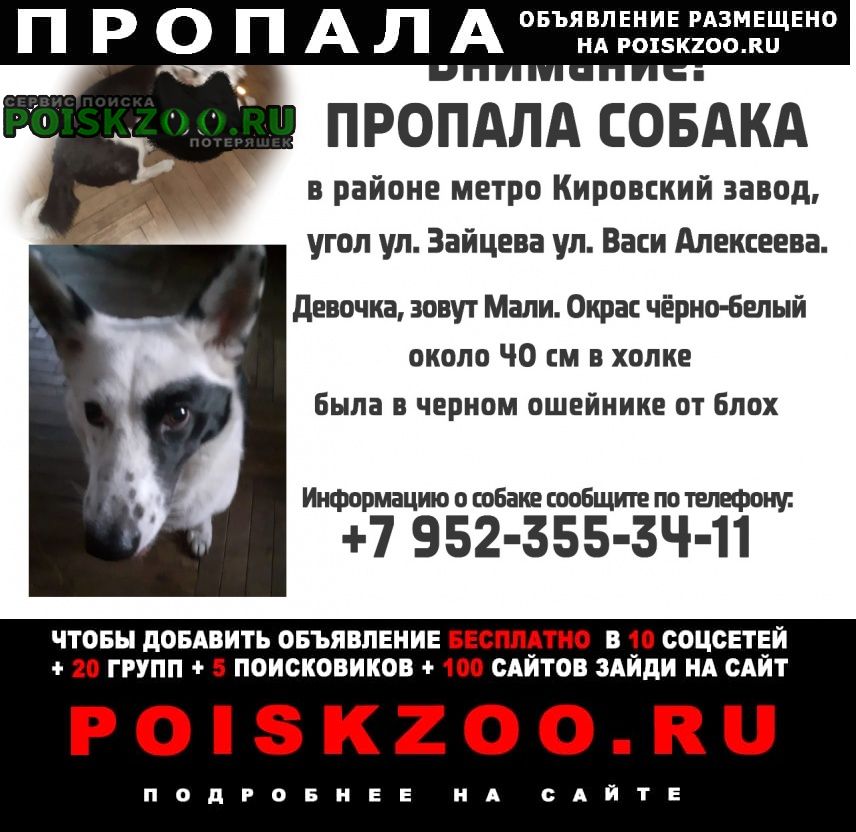 Пропала собака очень сильно ждём её дома Санкт-Петербург