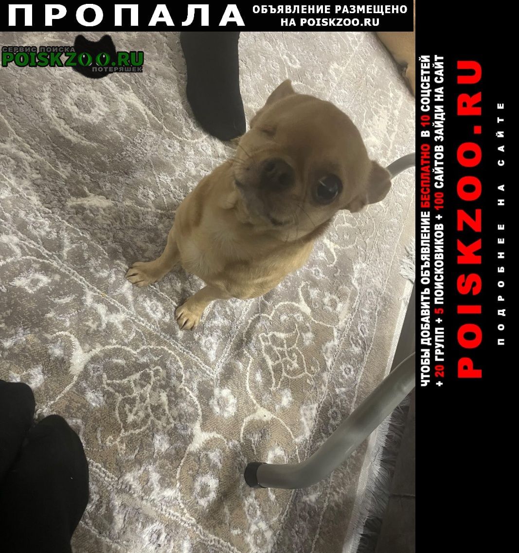 Пропала собака кобель чихуахуа Краснодар