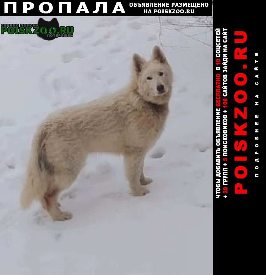 Пропала собака кобель белая швейцарская овчарка Дмитров