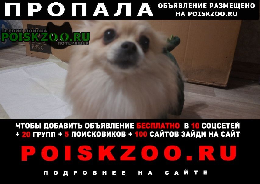Пропала собака во е Владивосток