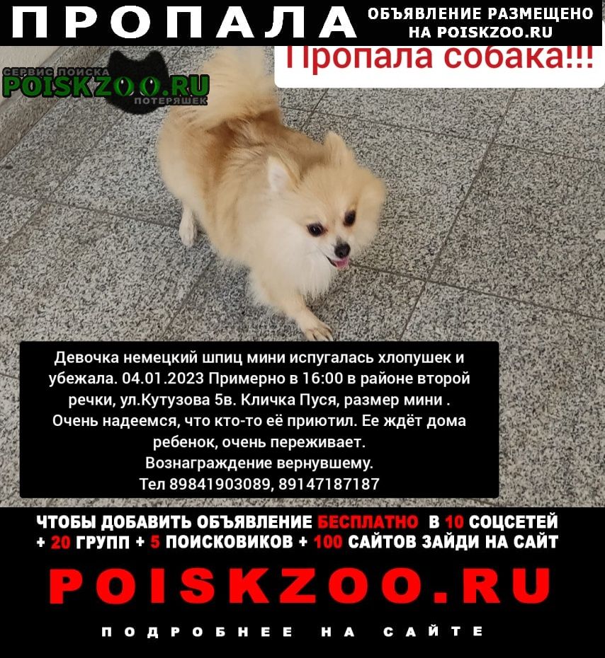 Пропала собака шпиц Владивосток