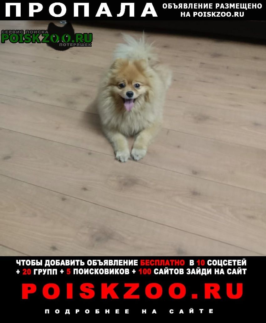 Пропала собака кобель Рубцовск