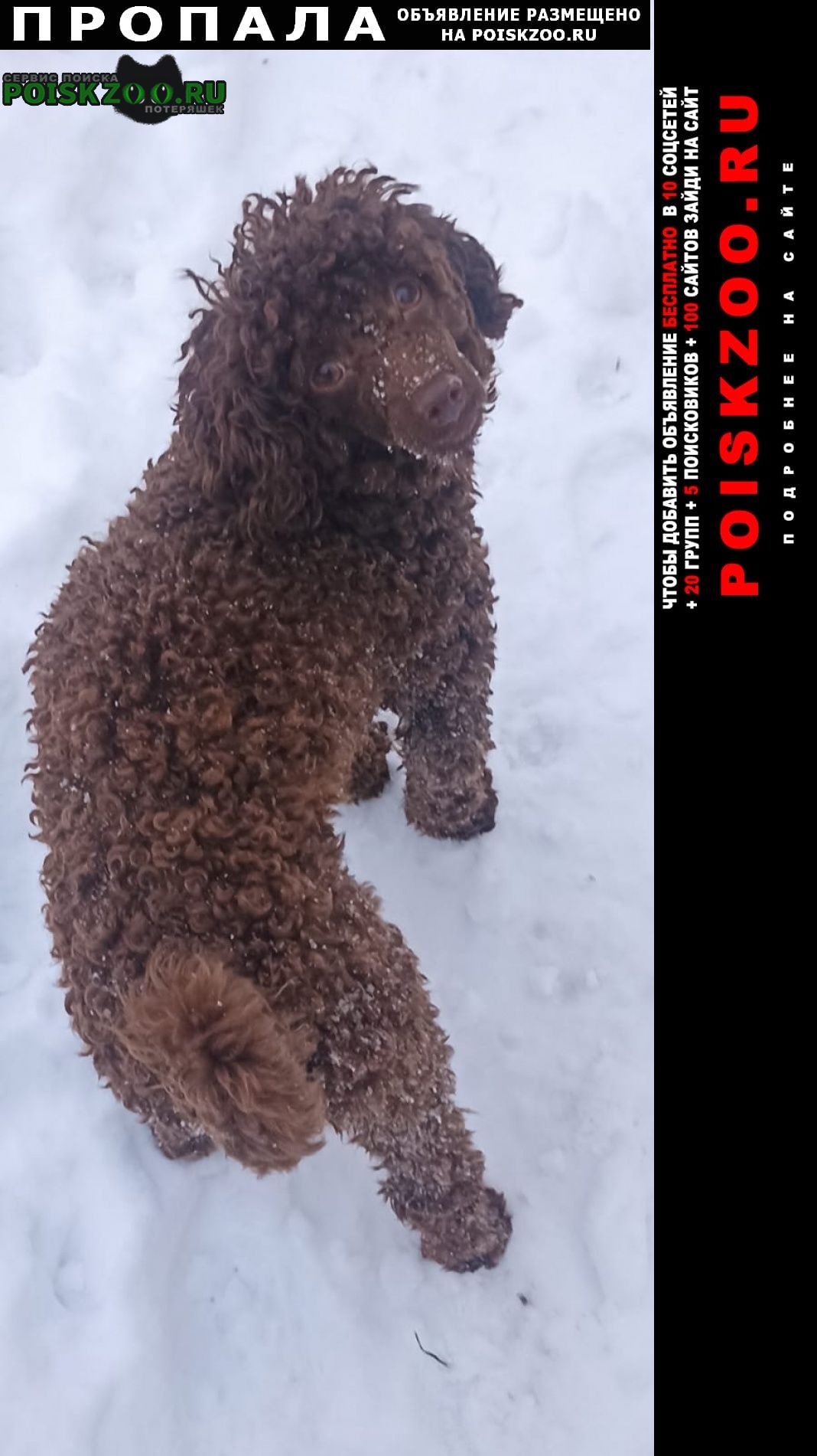 Санкт-Петербург Пропала собака кобель карликовый пудель