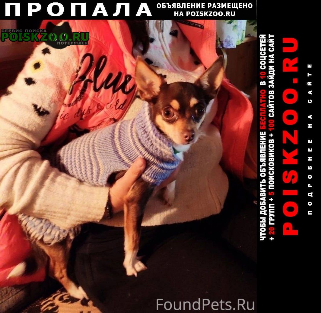 Пропала собака помогите собаке вернутся домой Москва