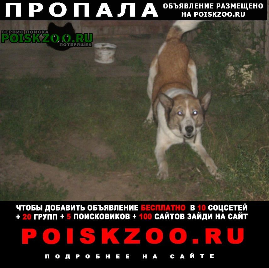 Пермь Пропала собака кобель летом