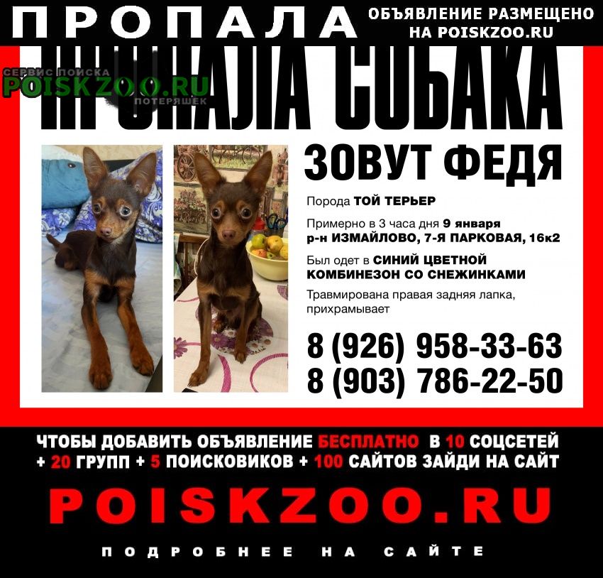 Пропала собака кобель измайлово Москва