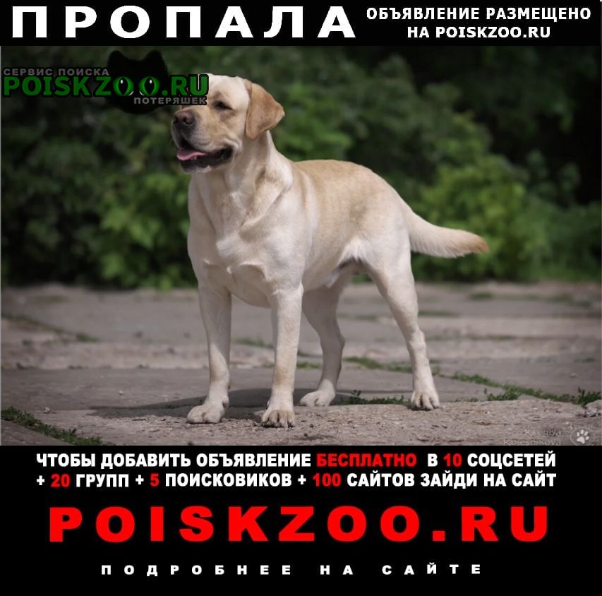 Красный Яр (Самарская обл.) Пропала собака кобель лабрадор