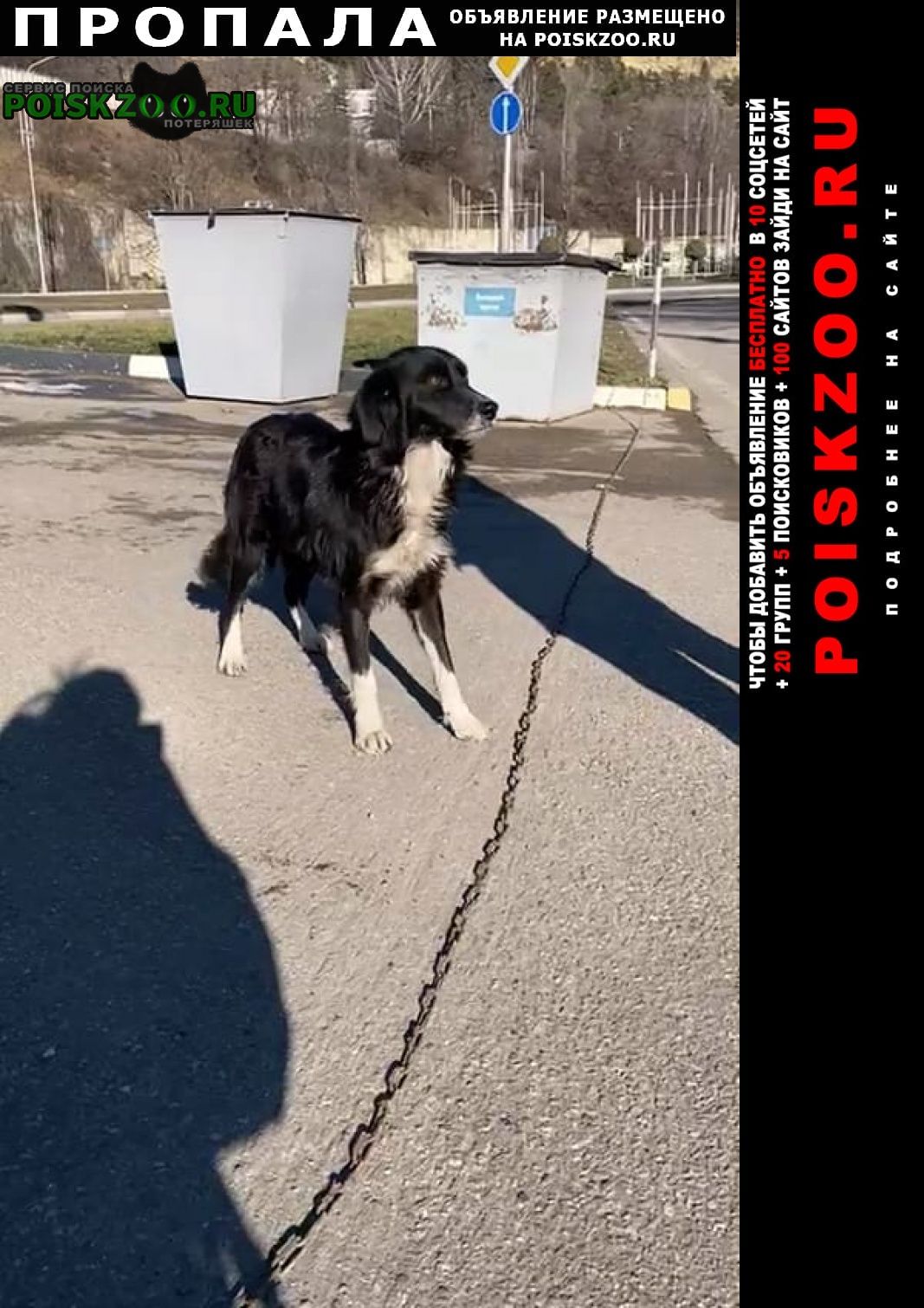 Пропала собака черно белая девочка Кисловодск