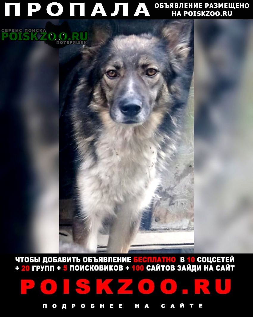 Пропала собака Владивосток