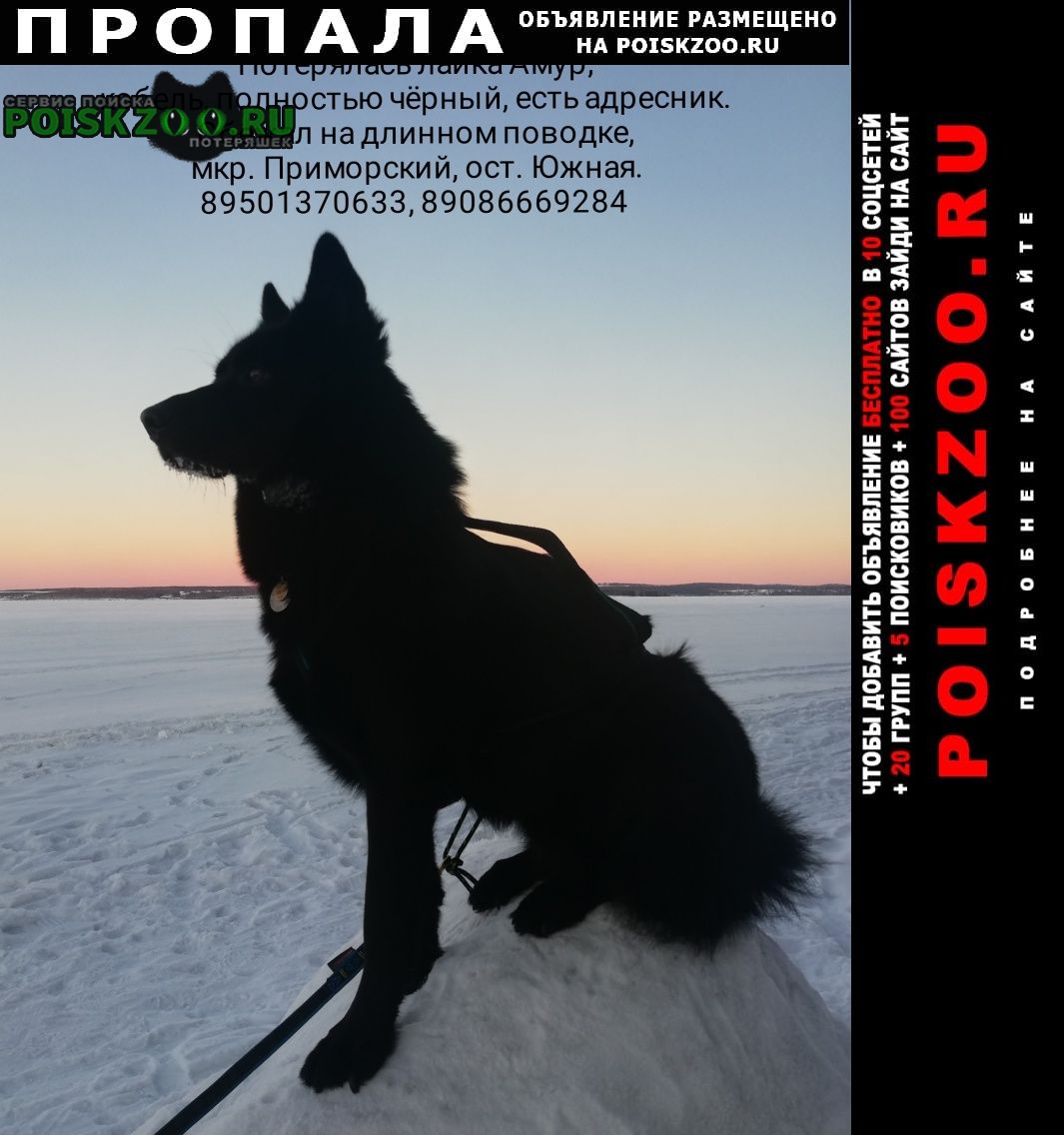 Иркутск Пропала собака кобель лайка чёрная ост. южная
