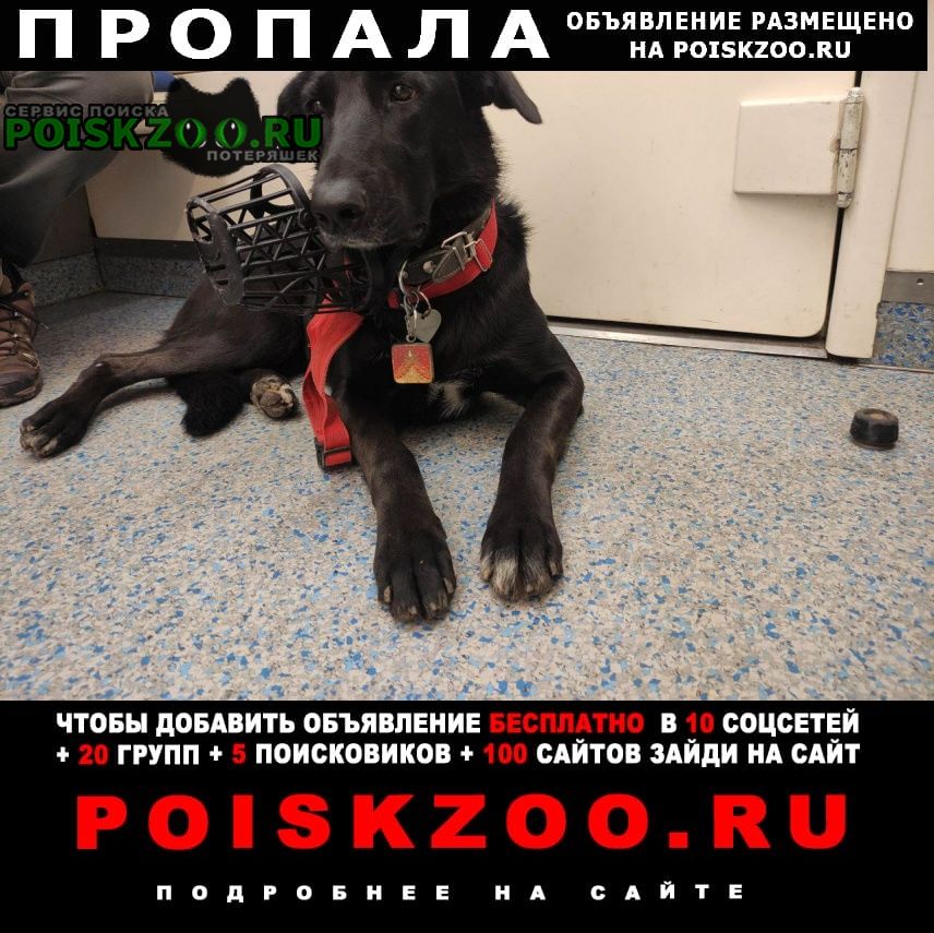 Пропала собака джульета, 2, 5 года девочка Москва