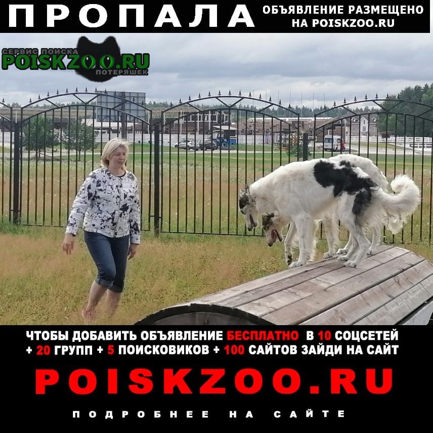 Пропала собака и две русские псовые борзые Люберцы