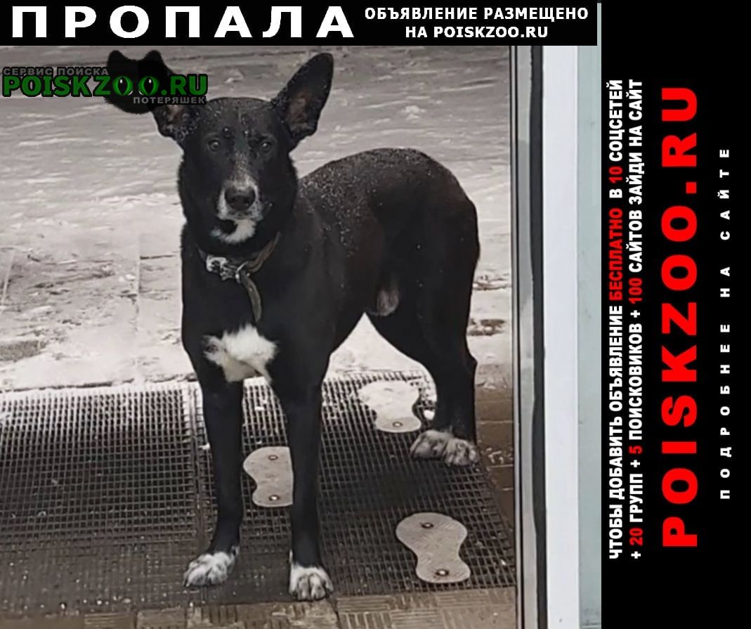 Москва Пропала собака кобель убежала в чертаново