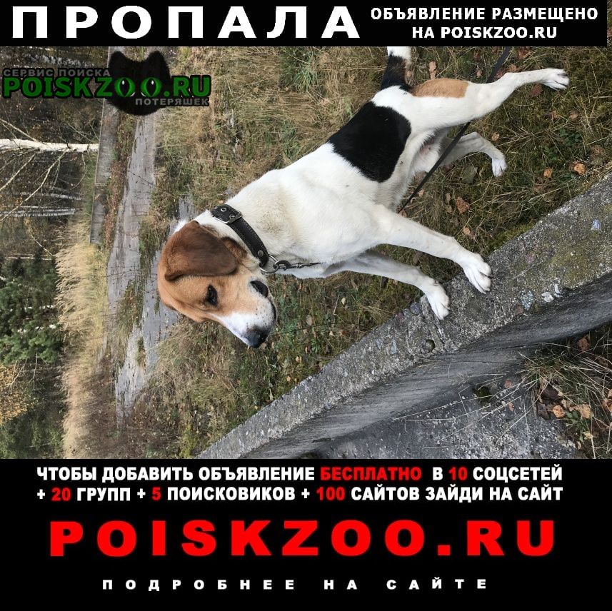 Пропала собака кобель гончак пегий Егорьевск