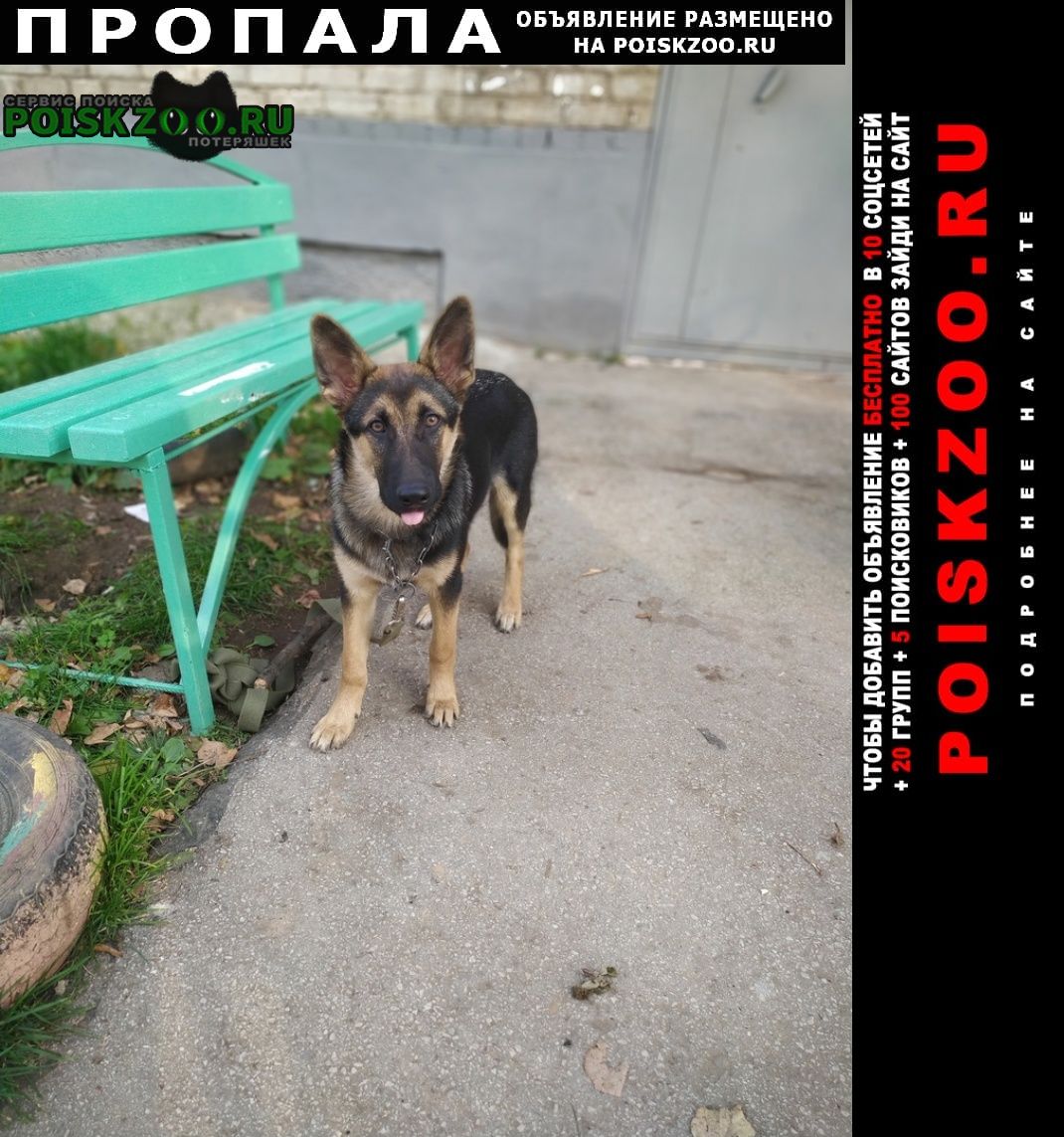 Пермь Пропала собака кобель помогите найти пса. зовут джек