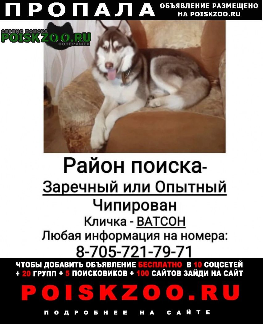 Пропала собака кобель порода хаски Актобе (Актюбинск)