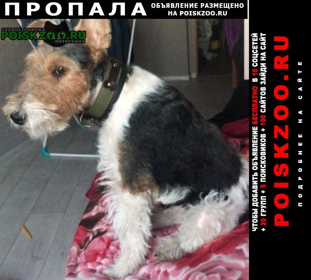 Пропала собака кобель Петропавловск-Камчатский