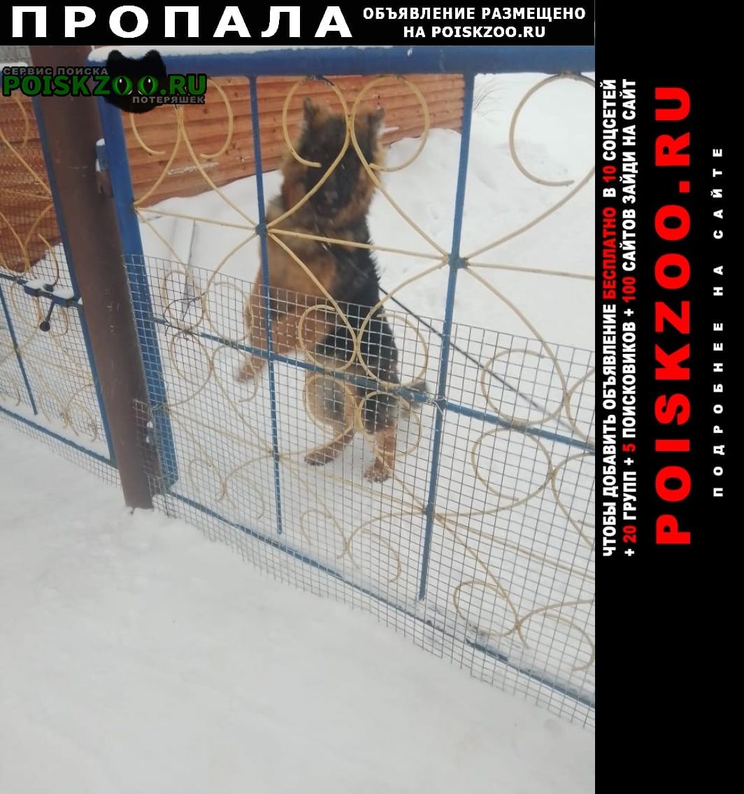 Пропала собака Петрозаводск