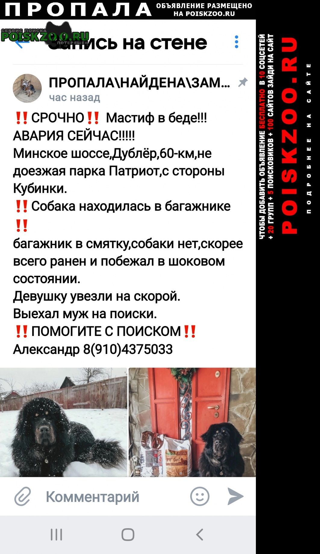 Пропала собака кобель собака после аварии Дорохово