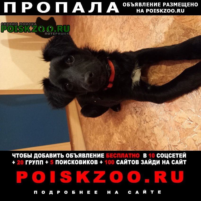 Пропала собака кобель чёрный щенок с красным ошейником Ставрополь