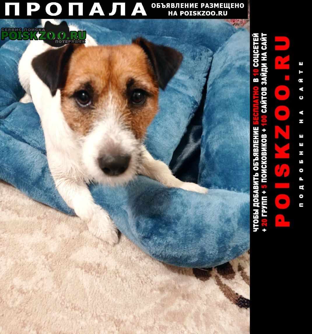 Пропала собака кобель Прокопьевск