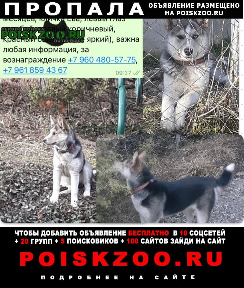 Пропала собака вознаграждение Новороссийск