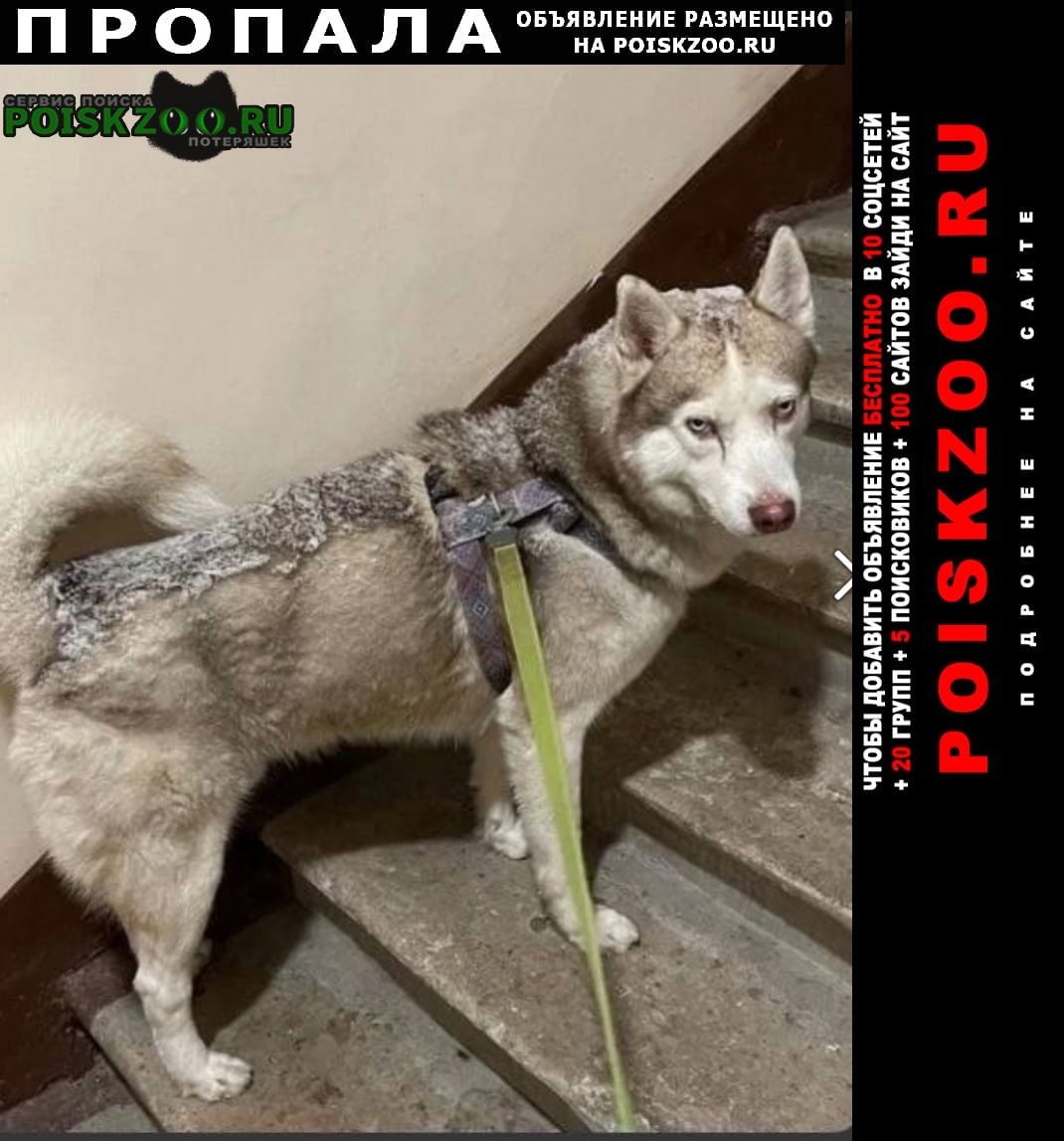 Пропала собака кобель хаски Москва
