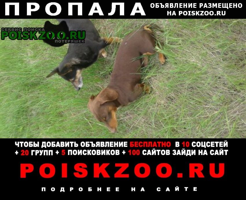Пропала собака кобель такса Михайловск Ставропольский край