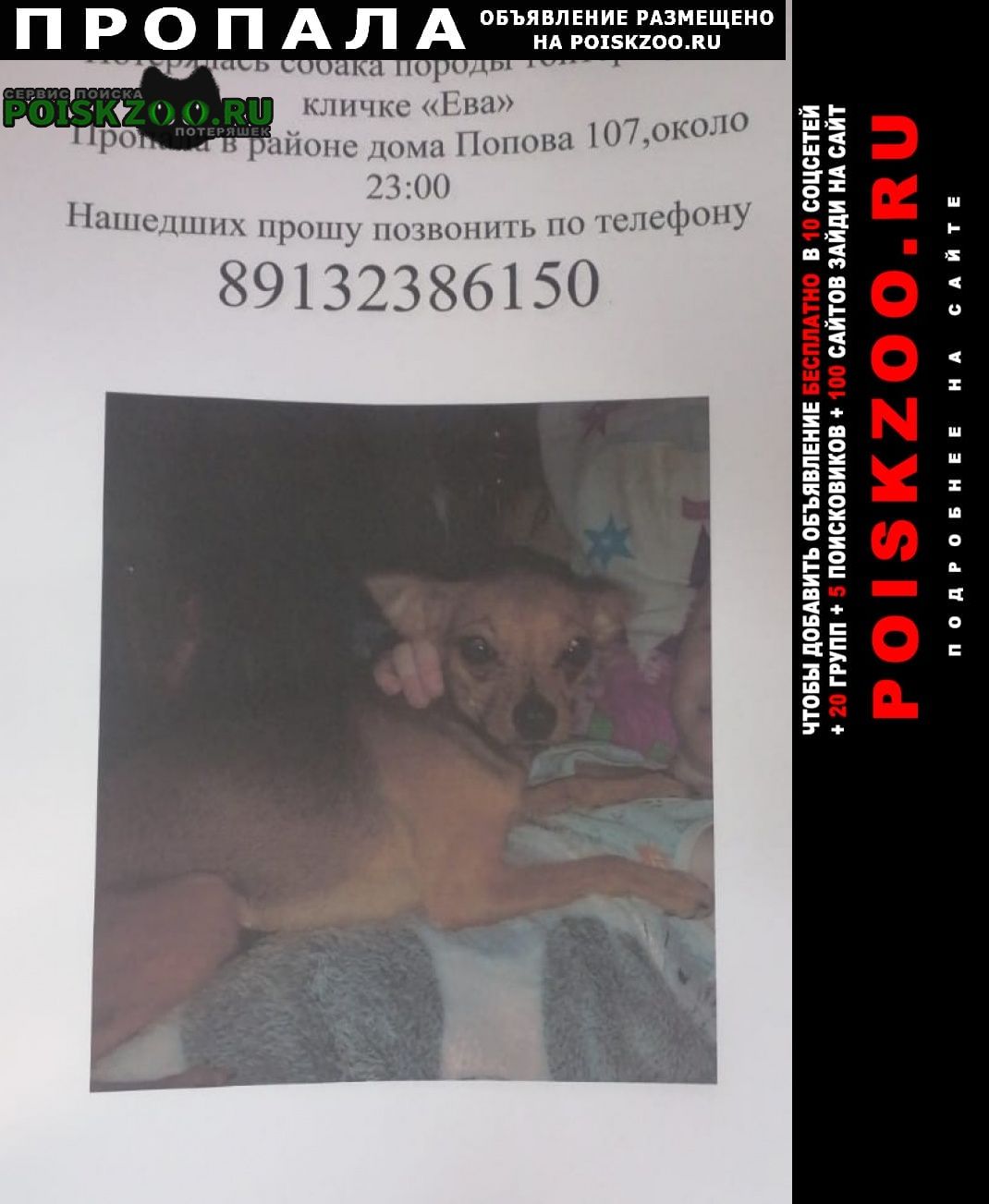 Барнаул Пропала собака пожалуйста помогите найти