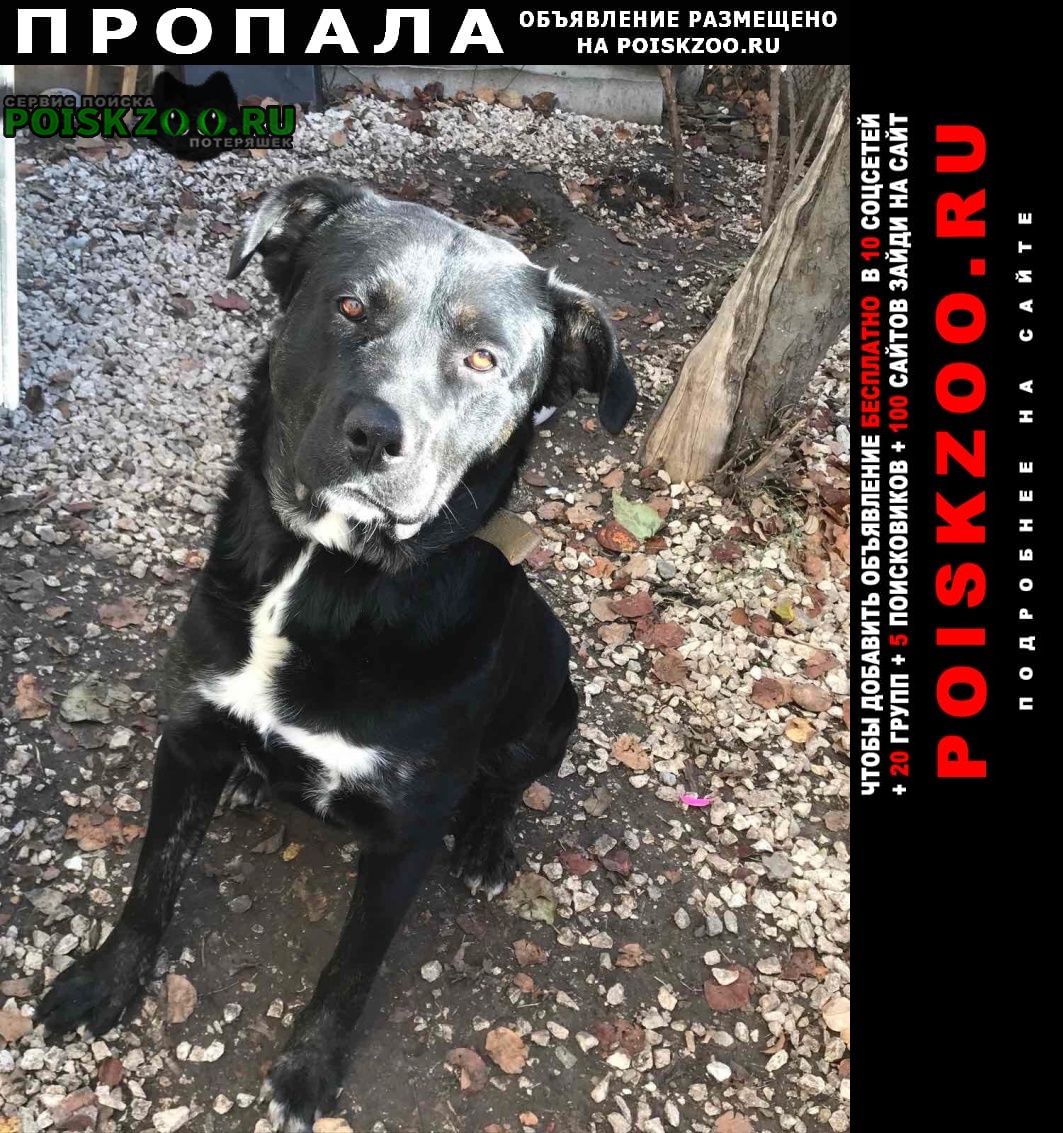 Пропала собака кобель в районе белогорска, дач Белогорск Крым