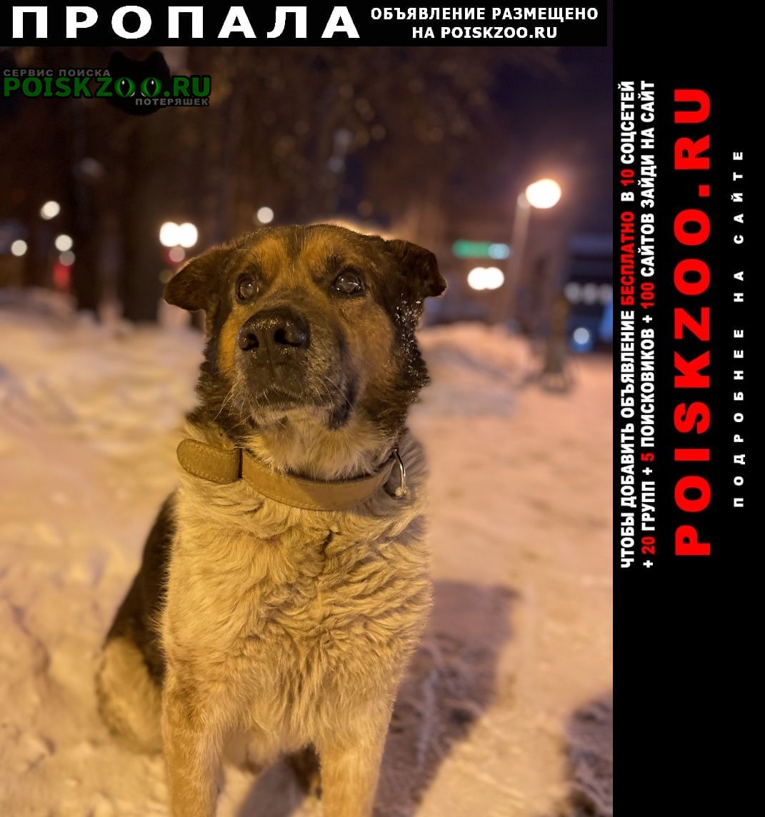 Пропала собака кобель Казань