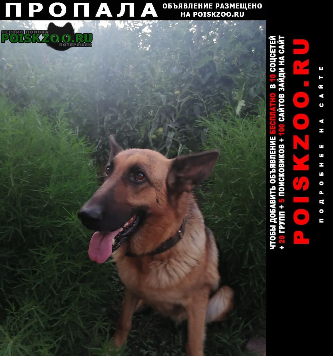 Пропала собака Новочеркасск