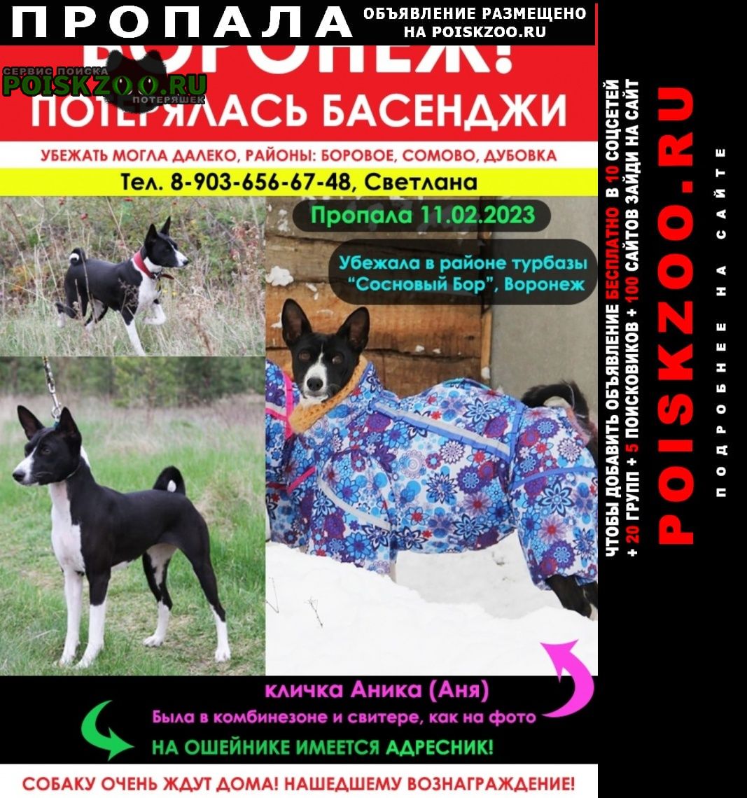 Пропала собака басенджи в е, боровое Воронеж